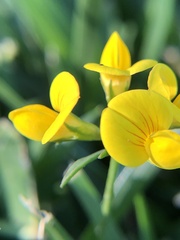 Lotus tenuis