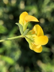 Lotus tenuis