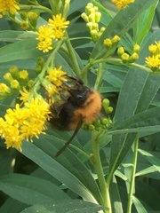 Bombus hypnorum