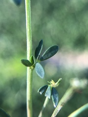 Lotus tenuis