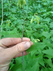 Parasenecio hastatus