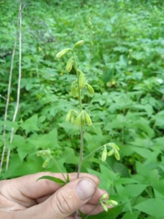 Parasenecio hastatus