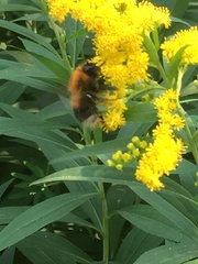 Bombus hypnorum