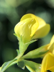 Lotus tenuis