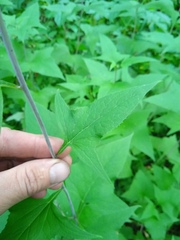 Parasenecio hastatus