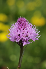 Traunsteinera globosa