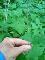 Parasenecio hastatus