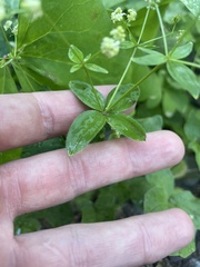 Galium oreganum