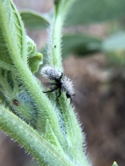 Dasymutilla