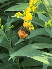 Bombus hypnorum