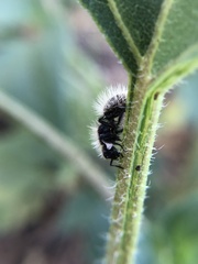 Dasymutilla