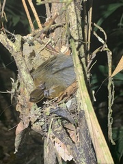 Thamnomanes ardesiacus