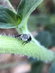 Dasymutilla
