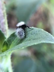 Dasymutilla