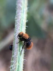 Dasymutilla