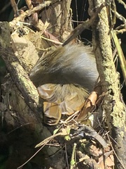 Thamnomanes ardesiacus