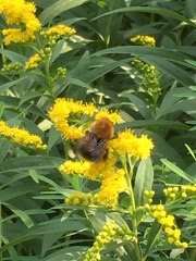 Bombus hypnorum