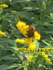 Bombus hypnorum