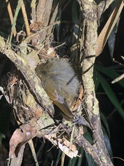 Thamnomanes ardesiacus