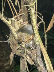 Thamnomanes ardesiacus