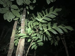 Monstera spruceana