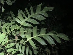 Monstera spruceana