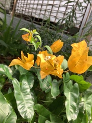 Bougainvillea glabra