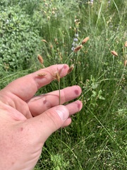 Fimbristylis thermalis