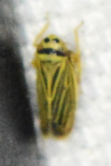 Amblysellus curtisii