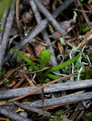 Phylloglossum drummondii