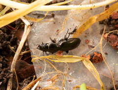 Oregus aereus