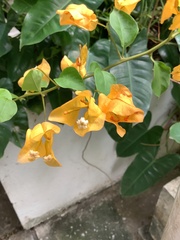 Bougainvillea glabra