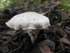 Agaricus chionodermus