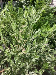 Euphorbia tithymaloides