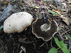 Agaricus chionodermus