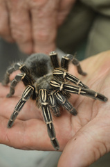 Aphonopelma seemanni