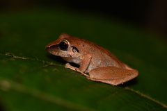 Pristimantis reichlei