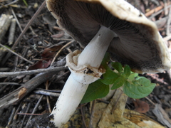 Agaricus chionodermus