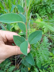 Cotoneaster alaunicus