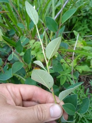 Cotoneaster alaunicus