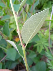 Cotoneaster alaunicus