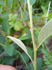 Cotoneaster alaunicus