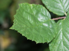 Rubus hadracanthos