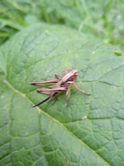Metrioptera