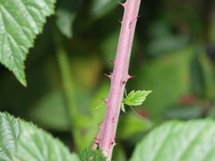 Rubus hadracanthos