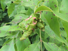 Prociphilus fraxinifolii