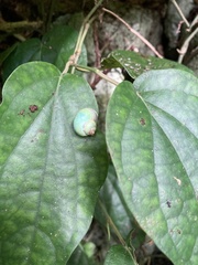 Leptopoma perlucidum