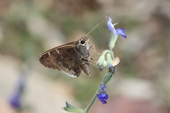 Cogia caicus