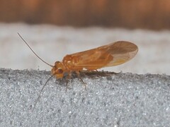 Valenzuela pinicola