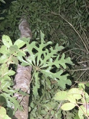 Anthurium clavigerum